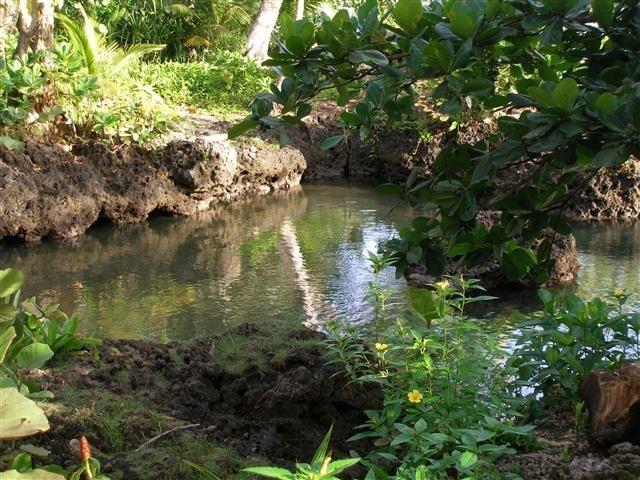 Piscina Natural On The Sea Cahuita Esterno foto